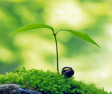 Village: Jamli Taluka: Sondwa District : Alirajpur